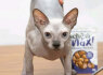 Sphynx kačiukai (2)