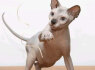 Sphynx kačiukai (3)