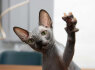 Sphynx kačiukai (4)