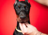 Dobermanų šuniukai (3)