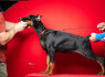 Dobermanų šuniukai (4)