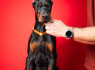Dobermanų šuniukai (5)