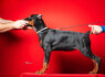 Dobermanų šuniukai (7)