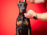 Dobermanų šuniukai (8)