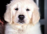 Auksaspalvių retriverių veislės kokybiški šuniukai (1)