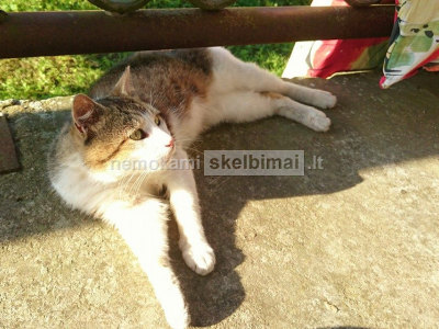 Dovanojame katinuką Lumą