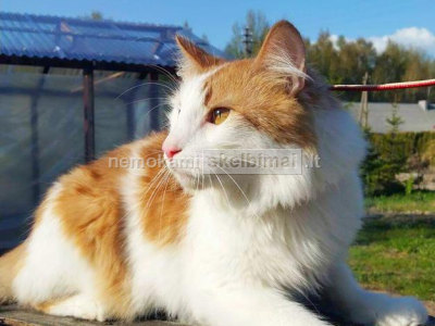 Dovanojame katiną Meiną