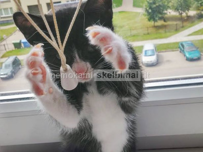 Dovanojame katytes Mylu ir Hisą