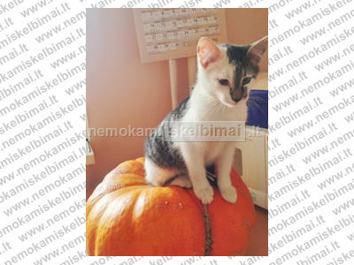 Dovanojame katiną Cukrų