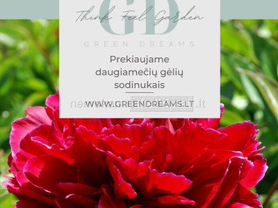 PARDUODAME DAUGIAMEČIŲ GĖLIŲ SODINUKUS BIJŪNAI, LUBINAI, EREMŪRAS, KNIFOFIA Greendreams. lt