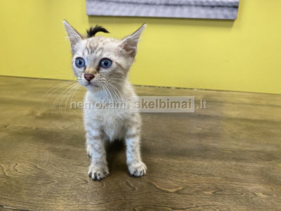 Bengalijos kačiukas pasiruošę