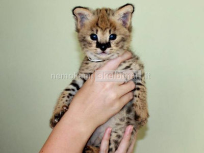 Savannah kačiukai serval ir caracal 4 savaičių amžiaus