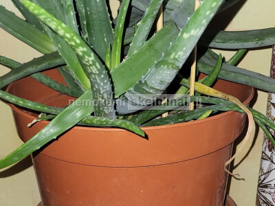 didelė vazoninė gėlė Agava Aloe vera 30 eur Telf. 37068822143, Vilnius