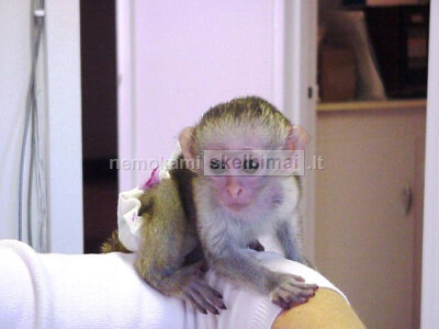 Namuose užauginta kapucinų beždžionėlė laisva