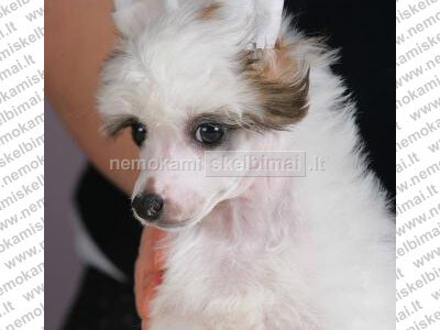 Kinų plikasis šuo šuniukai pardavimui