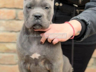 Cane Corso šuniukai