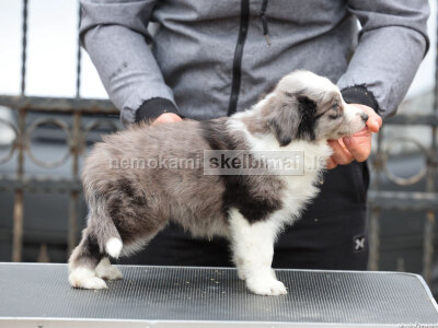 Borderkoliai šuniukai