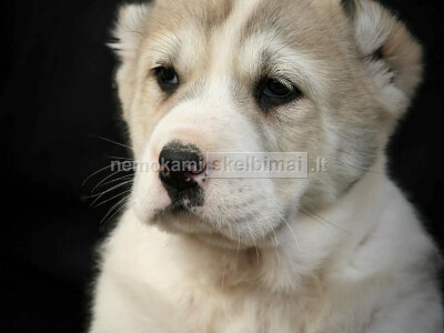 Vidurinės Azijos aviganis aukščiausios kokybės šuniukai