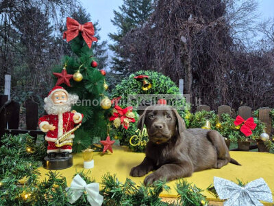 Šokoladiniai Labradoro retriverio šuniukai