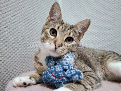 Labai draugiška, jauna sterilizuota katytė ieško namų