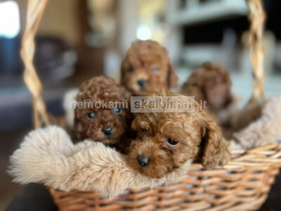 Toj pudelis gražūs šuniukai