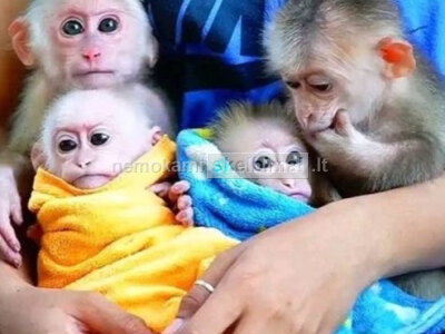 Nuostabios kapucinų beždžionės