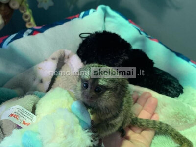 Ochočen opice kosmanů na prodej