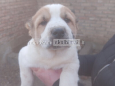 Vidurio Azijos aviganių šuniukai