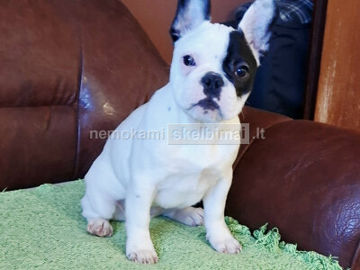 Prancūzų buldogas graži kalytė