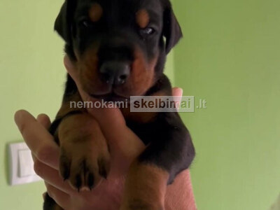 Dobermanas Parduodami šuniukai