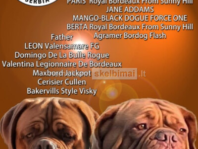 Bordo dogas Gražūs šuniukai