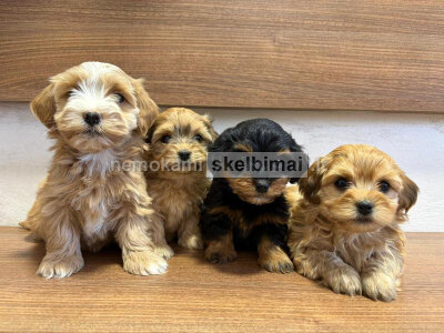 Havanų bišonas nuostabūs šuniukai