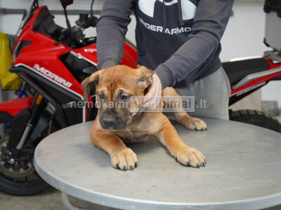 Pietų Afrikos mastifas Boerboel šuniukai