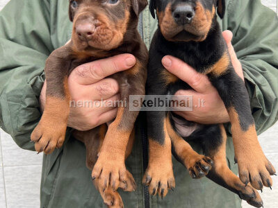 Dobermanas šuniukai pardavimui
