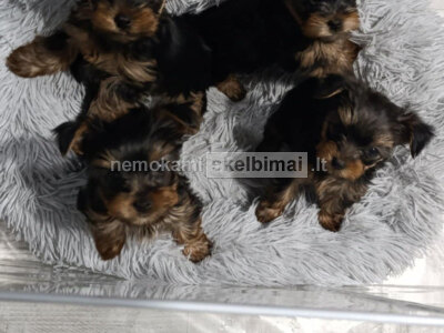 Jorkšyro terjeras Gražūs šuniukai