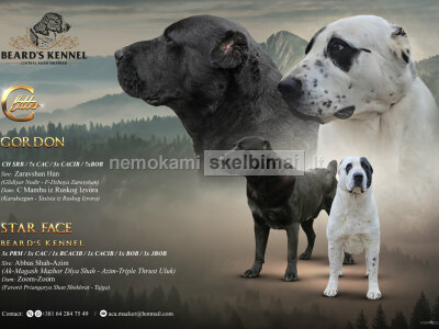 Vidurio Azijos aviganis šuniukai