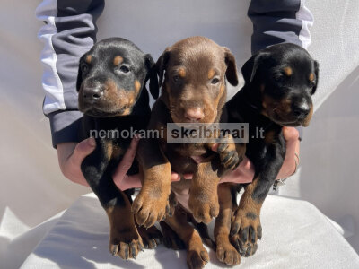 Dobermanų šuniukai