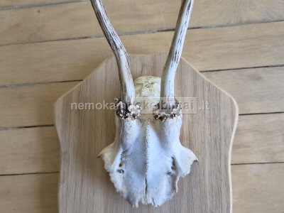 Interjero akcentas ragai 21 cm, trofėjiniai su kaktikauliu