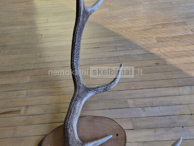 Interjero akcentas ragai 87 cm, 4 atšakos