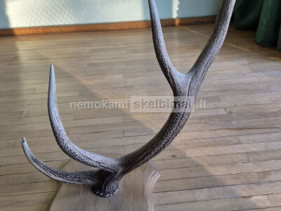 Interjero akcentas ragai 91 cm, 5 atšakos