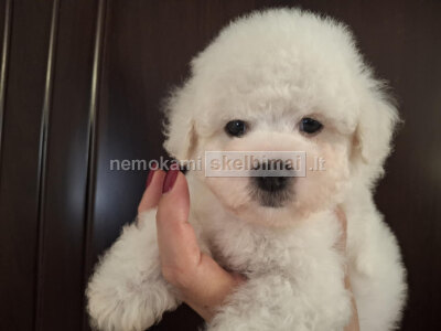 Bichon Fris Gražūs Šuniukai