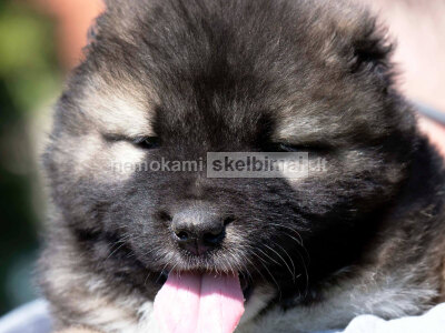 Kaukazo aviganis šuniukai