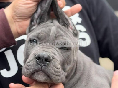 Cane Corso šuniukai