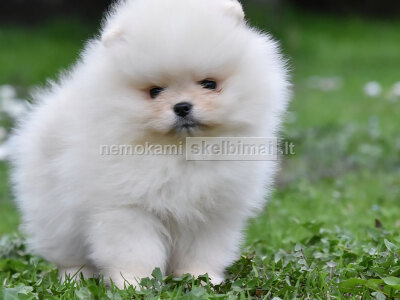 Pomeranijos špicas BOO meškiuko tipas