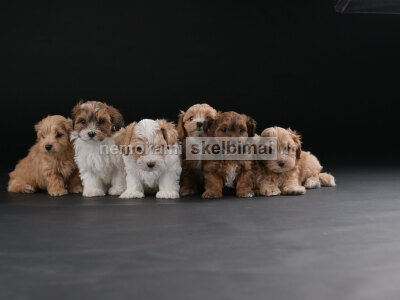 Havanos bišonas gražūs šuniukai