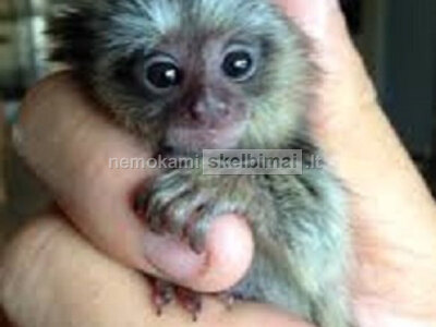 Žavingos marmozetės beždžionės