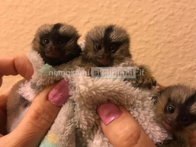 Žavinga marmozetė beždžionė įsivaikinimui