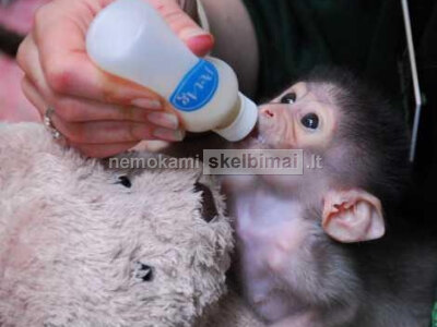 Parduodamos kapucinės beždžionės