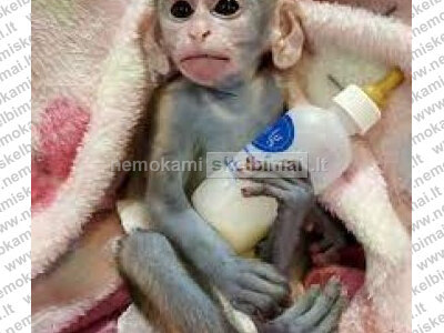 Laisva žavinga kapucinė beždžionė