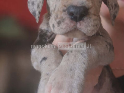 Vokiečių dogas nuostabūs šuniukai